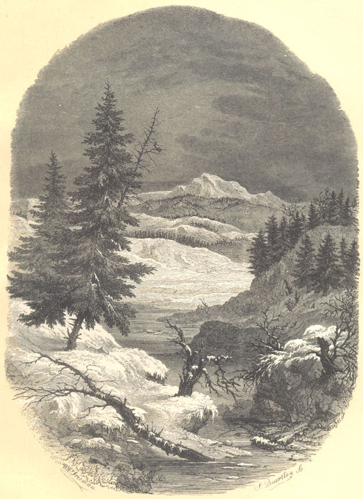 NORWAY. Sapins de Norvege. Abies excelsa.  (Abiétinées)  1852 old print
